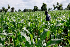  Shooting agriculture, Nigeria’s goldmine into limelight