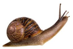  Health benefits of snail