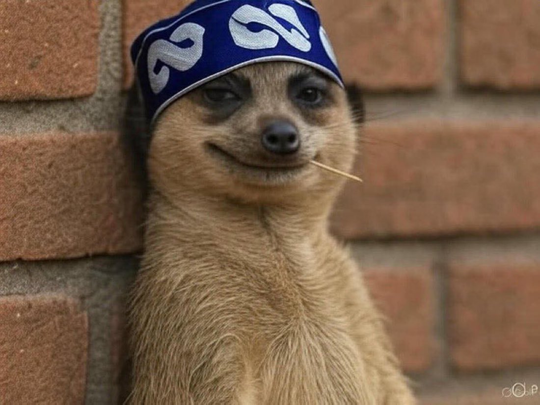 How a Meerkat became Nigeria’s latest meme star.