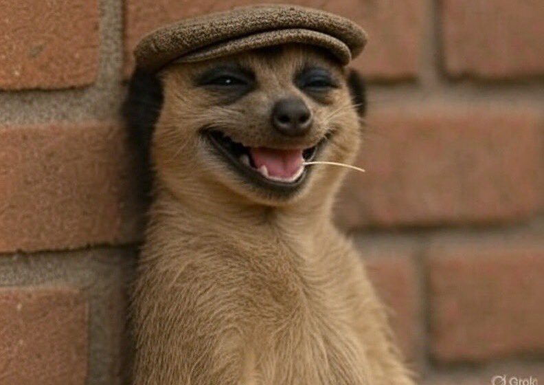 What’s a meerkat? All to know about animal behind Nigeria’s viral meme