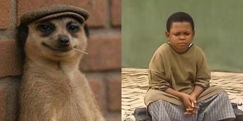 Pawpaw vs. Meerkat: How two meme legends captured the Nigerian Internet