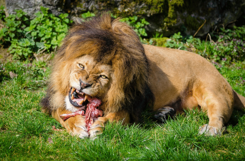  Is viral video of lion feasting in South African store true?