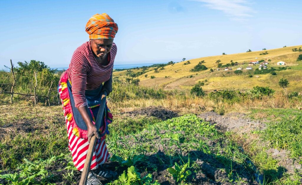 Cold fronts disrupt crops—here’s how SA farmers can adapt