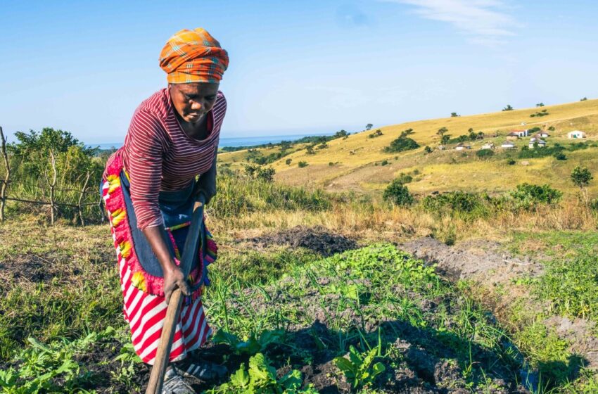  Cold fronts disrupt crops—here’s how SA farmers can adapt