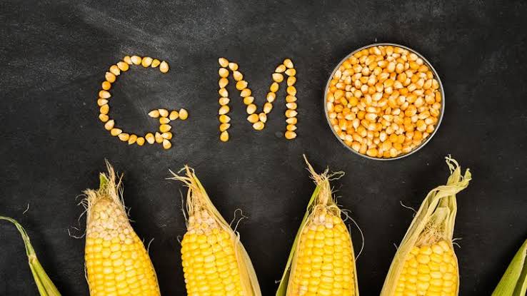 Genetically Modified Organism- GMO. Photo Credit- Alltech