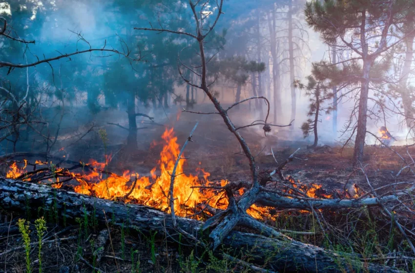  California wildfires: Juniper, wolf, lake blaze across state
