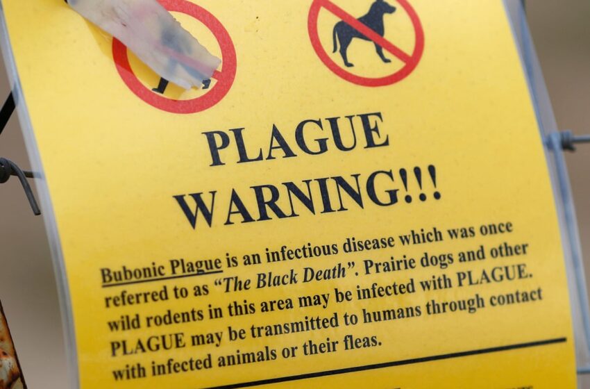 South Lake Tahoe sees rare bubonic plague case, what hikers need to know.