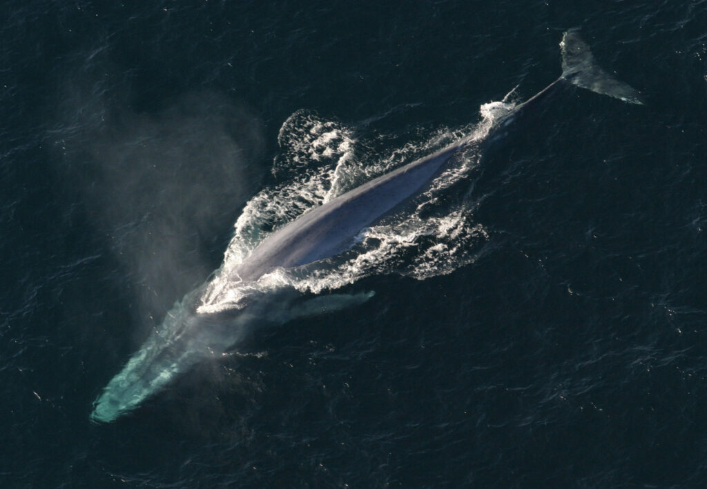 Blue Whales are going silent