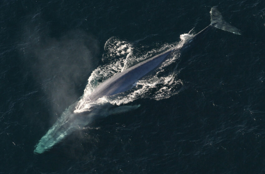 Why are Blue Whales going silent? What researchers have to say