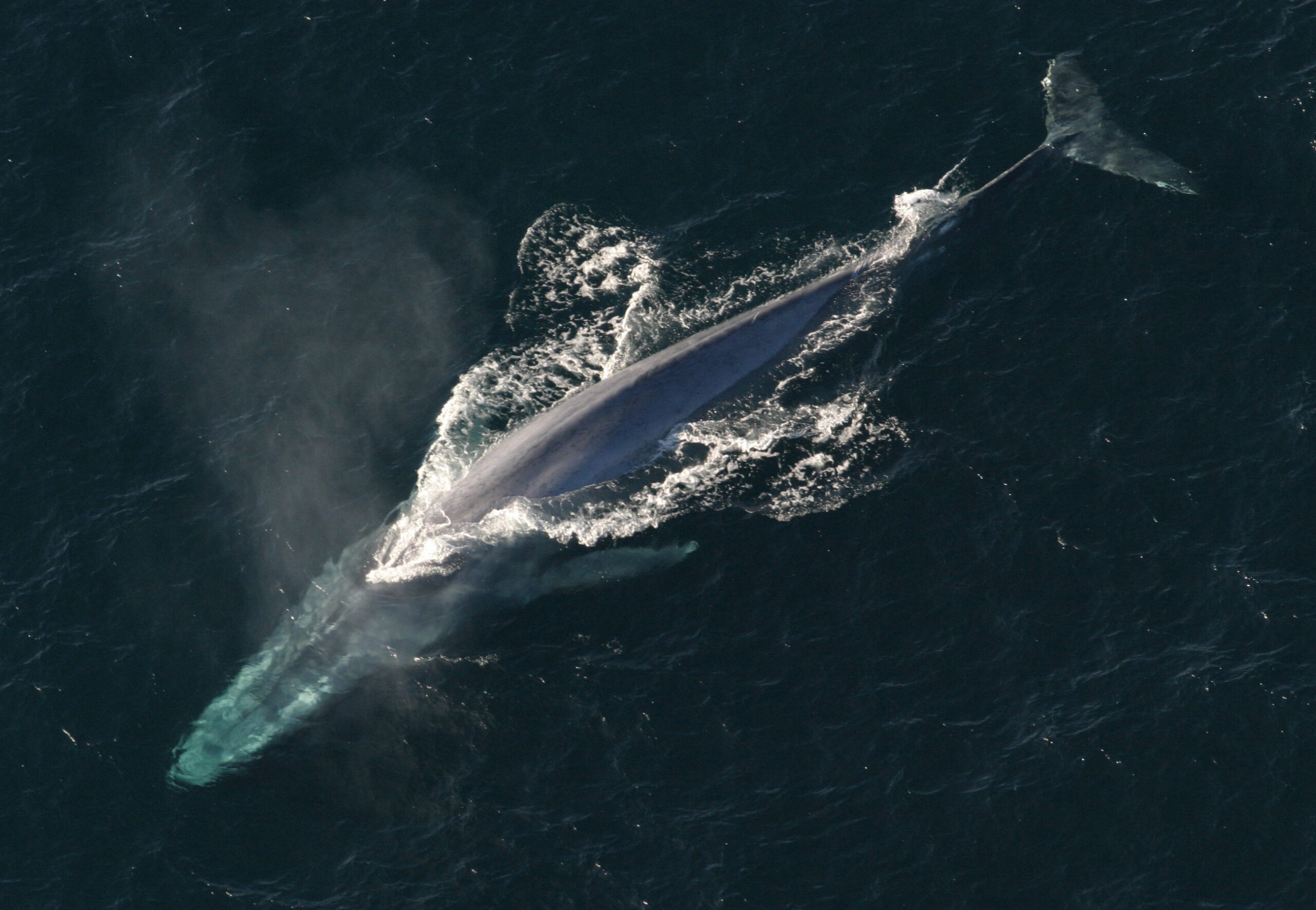Blue Whales are going silent