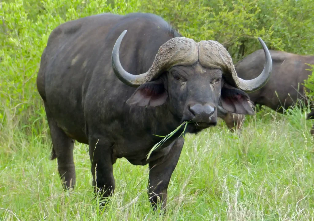 Cape_Buffalo (Syncerus_caffer) grazing