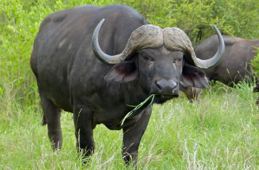  Why are Cape Buffalo called ‘Black Death’?