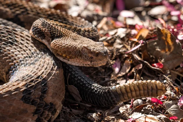  Snake bites, kills Tennessee hiker at Savage Gulf State Park… here’s how it happened