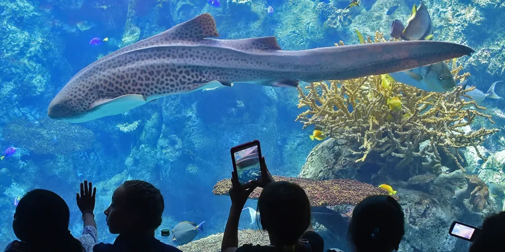 California Aquarium Collapse