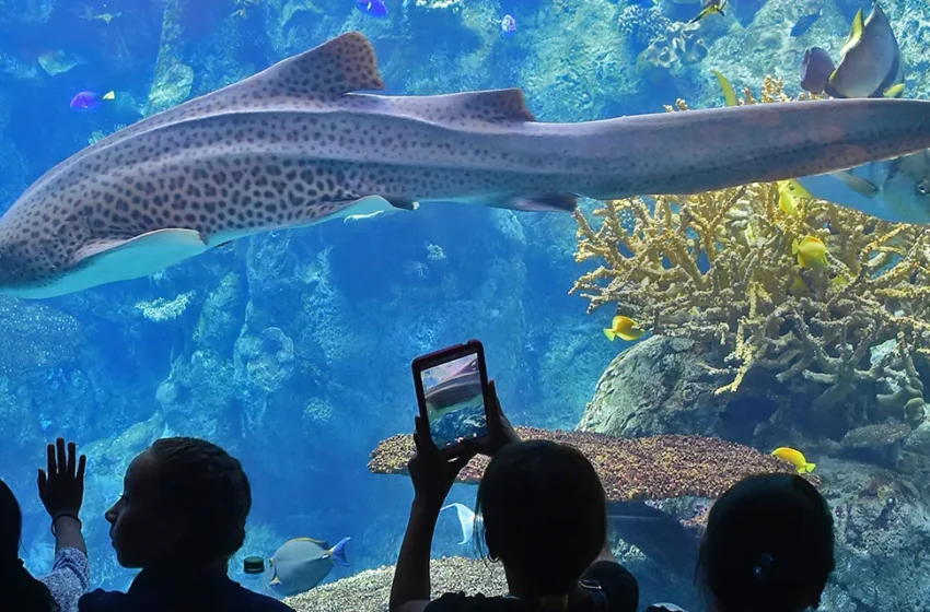 Did a California Aquarium collapse: Here’s what you should know