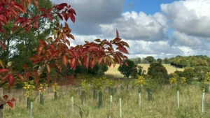 Some of the trees Charlie Mackesy planted in Suffolk.