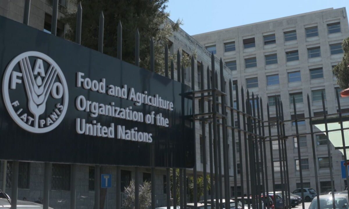  FAO Internship Program 2026 for Students Worldwide: How to apply