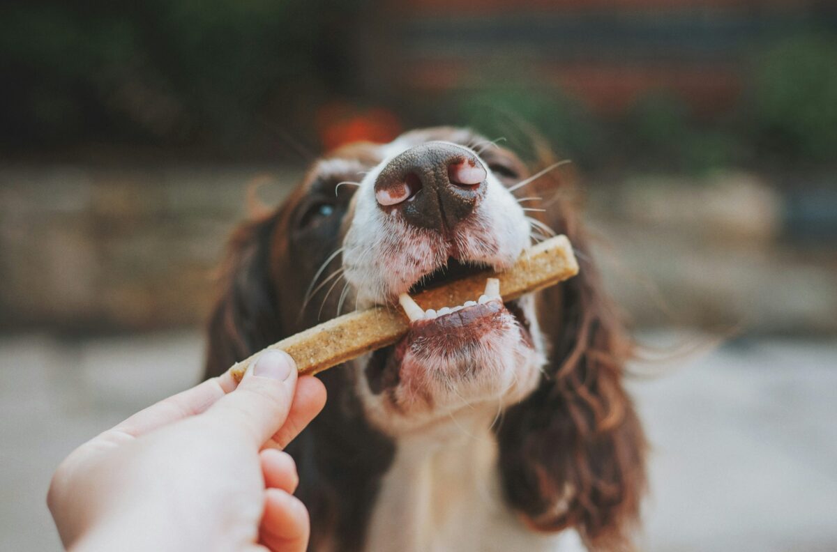  Canada expands dog treat recall: Puppy Love and Puppy World products linked to salmonella outbreak — What pet owners need to know