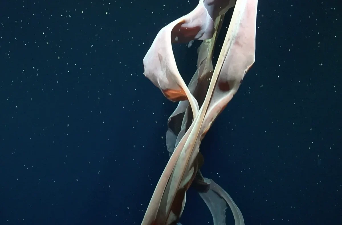  What hidden wonders lurk in Argentina’s deep sea? Scientists discover giant corals, new species and a whale fall