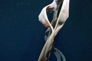 What hidden wonders lurk in Argentina’s deep sea? Scientists discover giant corals, new species and a whale fall
