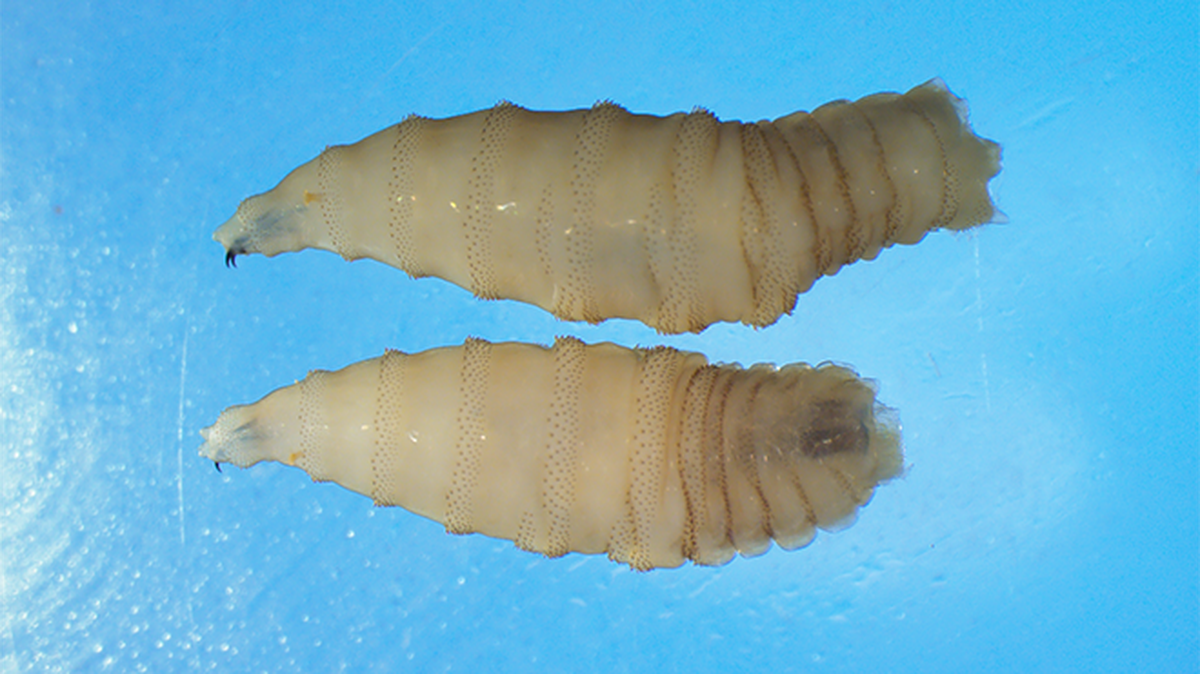 The New World screwworm is a flesh-eating parasite that lays eggs in open wounds. It can be devastating to livestock and, in rare cases, humans. Image Credit: U.S. Centers for Disease Control and Prevention