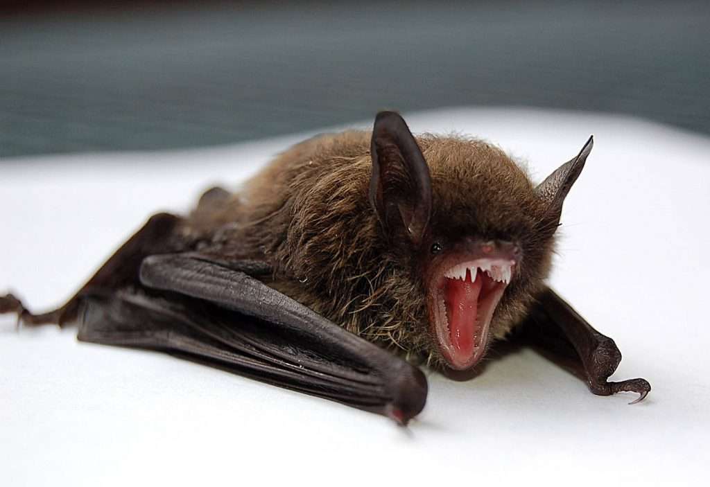 Doctors warn bat exposure can be fatal without prompt rabies treatment
