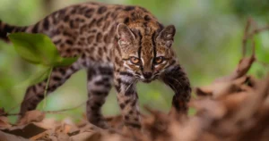 Leopardus tilcayo was identified as a distinct wild cat species in Bolivia's Yungas forest. Credit: Fernando Faciole / National Geographic