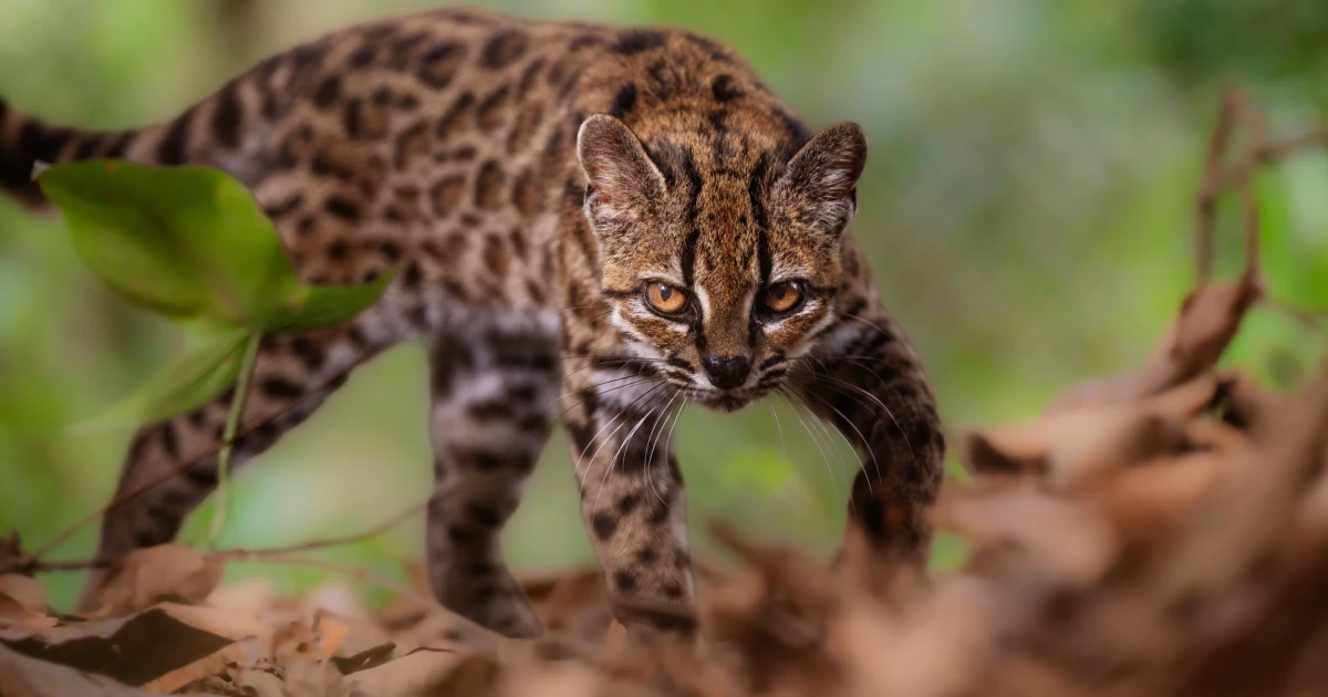  What is the new Cat species scientists just discovered in Bolivia?