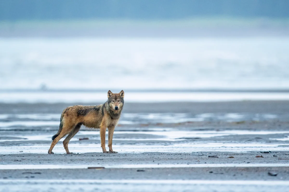 A grey wolf