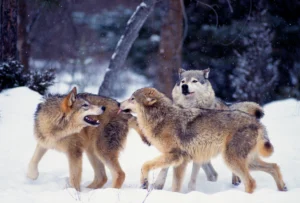 Grey Wolves. Credit: Getty Images